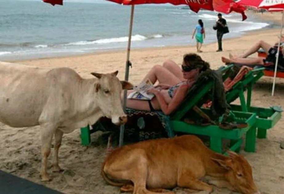 Don't Have A Cow!